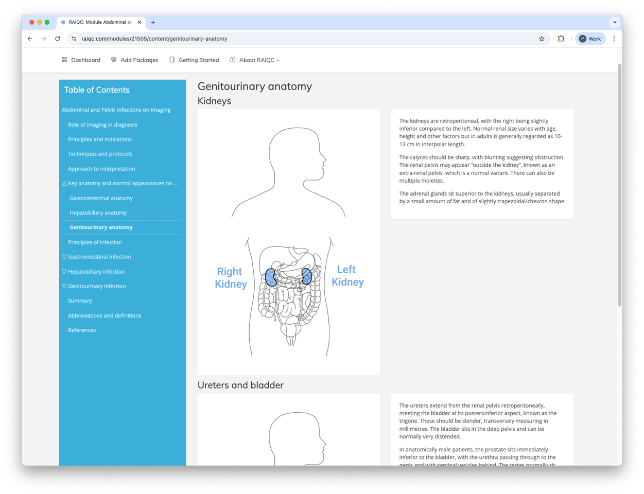 illustrations of kidneys